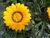 Gilroy Young Plants: Gazania F1  '' Orange  