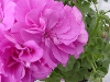 Selecta - First Class: Pelargonium pelatum  '' Amethyst