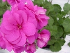 Selecta - First Class: Pelargonium pelatum  '' Blue