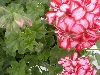 Selecta - First Class: Pelargonium pelatum  '' Candy Cane