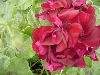 Selecta - First Class: Pelargonium pelatum  '' Dark Burgundy