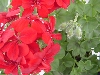 Selecta - First Class: Pelargonium pelatum  '' Dark Red