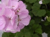 Selecta - First Class: Geranium Experimental Rose  