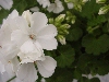 Selecta - First Class: Geranium Experimental White