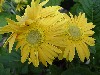 Gilroy Young Plants: Living Colors Gerbera Gold  