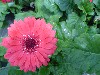 Gilroy Young Plants: Living Colors Gerbera Dark Red