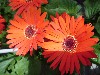 Gilroy Young Plants: Living Colors Gerbera Orange  