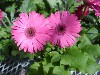 Gilroy Young Plants: Living Colors Gerbera Rose  