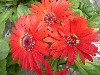 Gilroy Young Plants: Living Colors Gerbera Red    