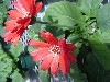 Gilroy Young Plants: Gerbera Mini Colors - Formula Mix