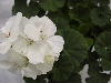 Selecta - First Class: Moonlight Geranium  White  