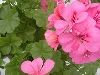 Selecta - First Class: Pelargonium pelatum  '' Pink