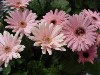 Gilroy Young Plants: Gerbera Pastel Pink Shades