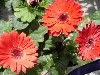 Gilroy Young Plants: Revolution Gerbera Scarlet Red/Dark Center