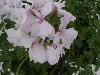 Selecta - First Class: Pelargonium pelatum  '' Royal White
