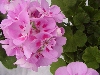 Selecta - First Class: Sunrise Geranium Bright Lilac with Eye