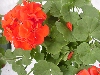 Selecta - First Class: Sunrise Geranium Brilliant Red  