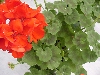 Selecta - First Class: Sunrise Geranium Cherry Red  