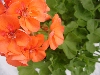 Selecta - First Class: Sunrise Geranium Orange   