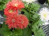 Gilroy Young Plants: Mini Color Gerbera Spiders  