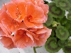 Selecta - First Class: Sunrise Geranium Salmon   