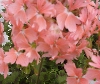 Selecta - First Class: Geranium  '' Salmon Flash  