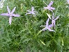 Gilroy Young Plants: Isotoma  'Blue Star   ' 