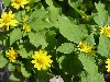 Gilroy Young Plants: Melampodium paludosum  'Melanie  ' 
