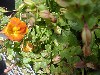Gilroy Young Plants: Mimulus  'Bounty Orange   ' 