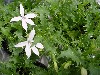 Gilroy Young Plants: Mimulus  'White Star   ' 
