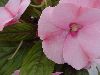 Selecta - First Class: New Guinea Impatiens  '' Apple Blossom