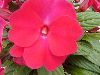 Selecta - First Class: New Guinea Impatiens  '' Crimson Red
