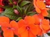 Selecta - First Class: New Guinea Impatiens  '' Deep Orange