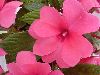 Selecta - First Class: New Guinea Impatiens  '' Deep Pink