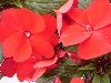 Selecta - First Class: New Guinea Impatiens  '' Dark Red
