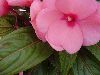 Selecta - First Class: New Guinea Impatiens  '' Light Pink