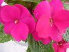 Selecta - First Class: New Guinea Impatiens  '' Purple Blue