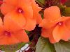 Selecta - First Class: New Guinea Impatiens  '' Salmon