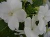 Selecta - First Class: New Guinea Impatiens  '' White   