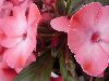 Selecta - First Class: New Guinea Impatiens  '' Experimental