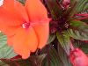 Selecta - First Class: New Guinea Impatiens  '' Experimental