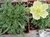 Gilroy Young Plants: Papaver  'Moondance    ' 