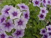 Gilroy Young Plants: Phlox Ethnie  'Light Blue' 