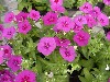 Gilroy Young Plants: Phlox Ethnie  'Purple Violet' 