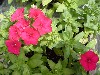 Gilroy Young Plants: Phlox Ethnie  'Velvet Red' 