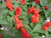 Gilroy Young Plants: Salvia  'Rookie Scarlet' 