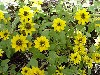 Gilroy Young Plants: Sanvitalia  'Yellow Sprite' 