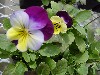 Gilroy Young Plants: Viola F1  'Frosted Face' 