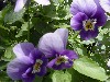 Gilroy Young Plants: Viola F1  'Lavender Bright Eye' 