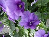 Gilroy Young Plants: Viola F1  'Lavender  ' 